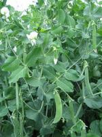 Cемена гороха Альфа