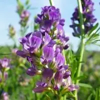 Семена люцерны