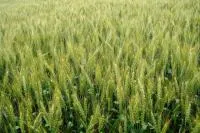 Озима пшениця Ясочка