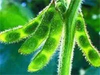 Семена сои Легенда элита