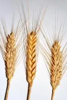 ТАЙРА (озимая пшеница от оригинатора) НОВИНКА