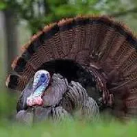 Комбікорм для індиків