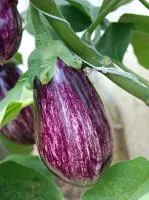 Баклажан ЛЕЙРЕ F1 (1000 семян) (PR) Rijk Zwaan