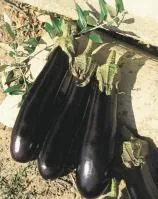 Баклажан ФАРАМА F1 (5 грамм) Clause