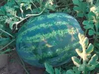 Арбуз ЭКСПРЕССИОН F1 (HSR 4663) (1000 семян) Hollar Seeds