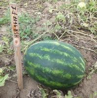 Арбуз АВАНГАРД (HSR 4677) (1000 семян) Hollar Seeds