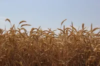 Озимая пшеница